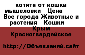 котята от кошки мышеловки › Цена ­ 10 - Все города Животные и растения » Кошки   . Крым,Красногвардейское